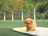 Sevi̇mli̇  Toy Poodle Bebekleri̇mi̇z