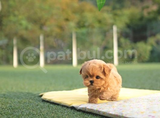Sevi̇mli̇  Toy Poodle Bebekleri̇mi̇z görsel