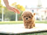 SEVİMLİ  TOY POODLE BEBEKLERİMİZ
