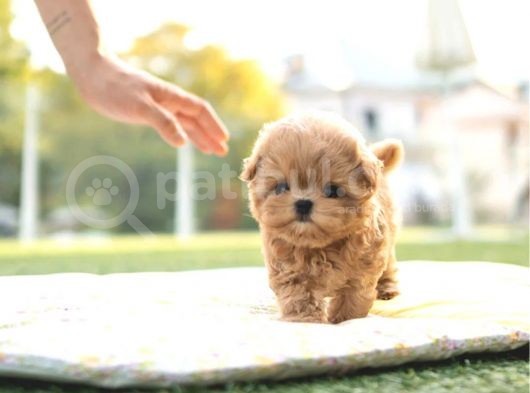 Sevi̇mli̇  Toy Poodle Bebekleri̇mi̇z