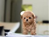 Sevi̇mli̇  Toy Poodle Bebekleri̇mi̇z