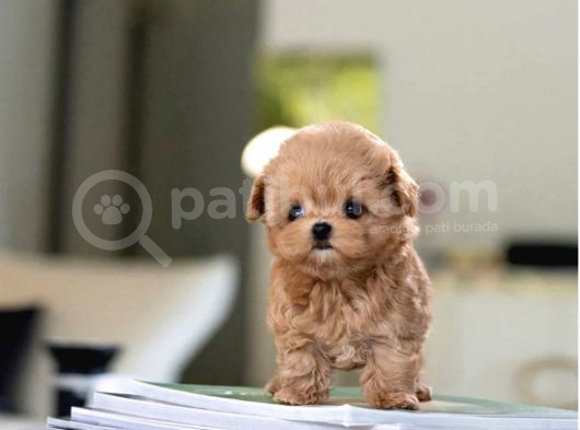 Sevi̇mli̇  Toy Poodle Bebekleri̇mi̇z görsel
