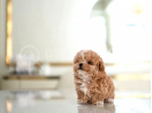 Mükemmel Kali̇tedeki̇ Toy Poodle Yavrularimiz görsel