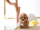 Mükemmel Kali̇tedeki̇ Toy Poodle Yavrularimiz