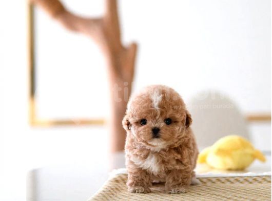Mükemmel Kali̇tedeki̇ Toy Poodle Yavrularimiz görsel