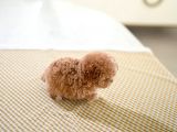 Mükemmel Kali̇tedeki̇ Toy Poodle Yavrularimiz