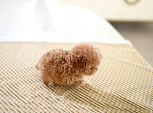 Mükemmel Kali̇tedeki̇ Toy Poodle Yavrularimiz görsel