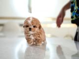 MÜKEMMEL KALİTEDEKİ TOY POODLE YAVRULARIMIZ