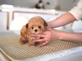 Kore Gen Hattina Sahi̇p Mükemmel Ötesi̇ Toy Poodle Yavrumuz