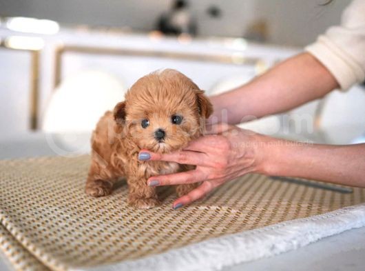 Kore Gen Hattina Sahi̇p Mükemmel Ötesi̇ Toy Poodle Yavrumuz görsel