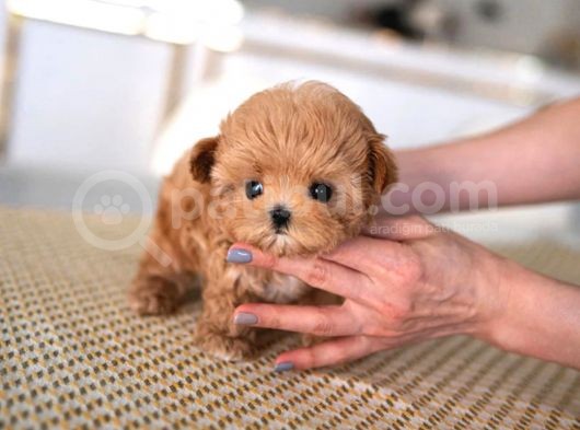 Kore Gen Hattina Sahi̇p Mükemmel Ötesi̇ Toy Poodle Yavrumuz görsel