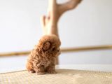 Kore Gen Hattina Sahi̇p Mükemmel Ötesi̇ Toy Poodle Yavrumuz