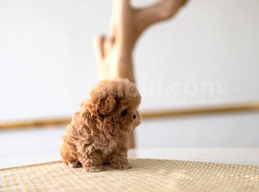 Kore Gen Hattina Sahi̇p Mükemmel Ötesi̇ Toy Poodle Yavrumuz görsel
