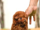 Üst Düzey Kali̇tedeki̇ Kore Kani Toy Poodle Yavrumuz