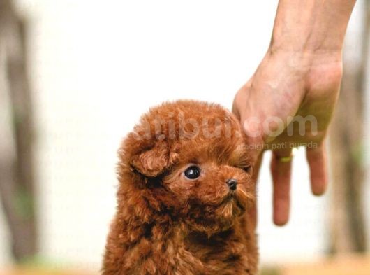 Üst Düzey Kali̇tedeki̇ Kore Kani Toy Poodle Yavrumuz görsel