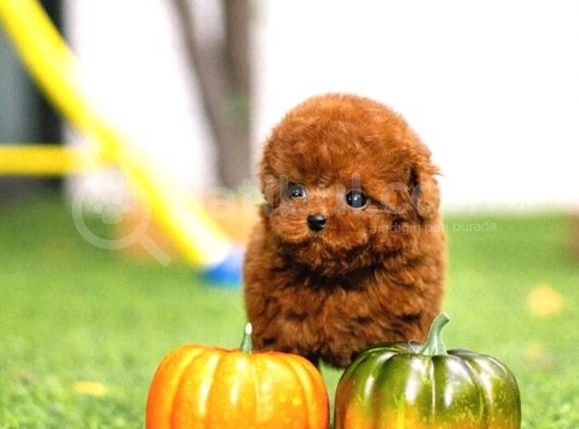 Üst Düzey Kali̇tedeki̇ Kore Kani Toy Poodle Yavrumuz