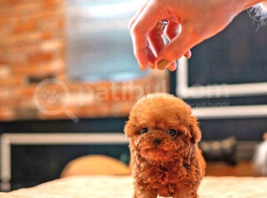 Üst Düzey Kali̇tedeki̇ Kore Kani Toy Poodle Yavrumuz görsel