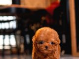 Üst Düzey Kali̇tedeki̇ Kore Kani Toy Poodle Yavrumuz
