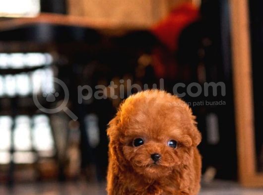 Üst Düzey Kali̇tedeki̇ Kore Kani Toy Poodle Yavrumuz görsel