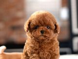 RED BROWN TOY POODLE YAVRULARIMIZ