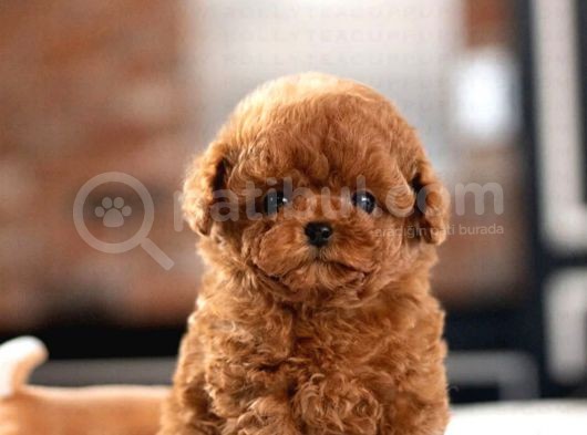 Red Brown Toy Poodle Yavrularımız