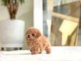 Anti̇alerji̇k Safkan Toy Poodle Yavrularim