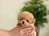 Anti̇alerji̇k Safkan Toy Poodle Yavrularim
