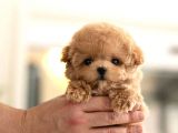 Anti̇alerji̇k Safkan Toy Poodle Yavrularim