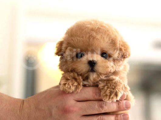 Anti̇alerji̇k Safkan Toy Poodle Yavrularim görsel