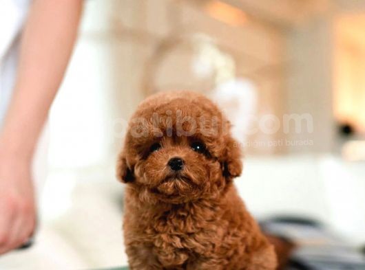 Kore Kani Red Brown Toy Poodle Yavrulari̇mi̇z görsel