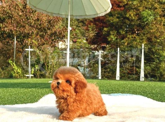 Mutluluk Kaynaği Red Brown Toy Poodle Bebekler görsel
