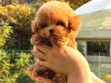 MUTLULUK KAYNAĞI RED BROWN TOY POODLE BEBEKLER