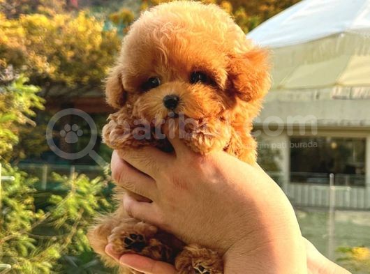 Mutluluk Kaynaği Red Brown Toy Poodle Bebekler