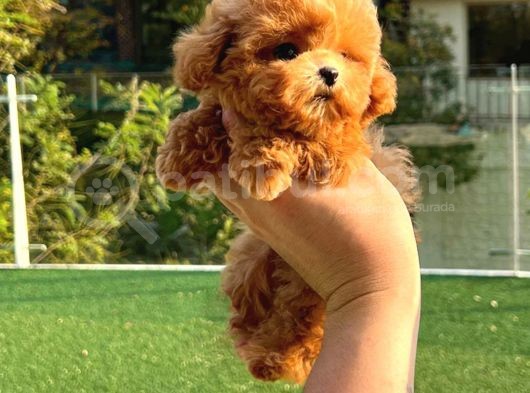 Mutluluk Kaynaği Red Brown Toy Poodle Bebekler görsel