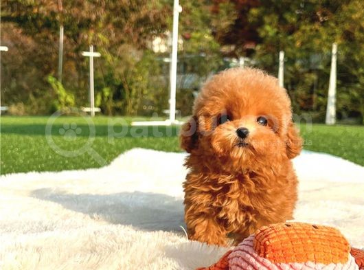 Mutluluk Kaynaği Red Brown Toy Poodle Bebekler görsel