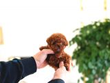 Efsane Güzelli̇kteki̇ Toy Poodle Bebekleri̇m
