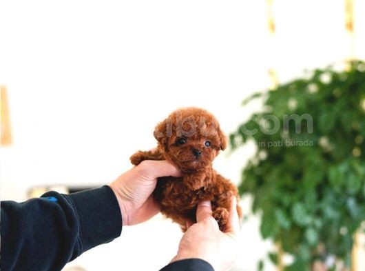 Efsane Güzelli̇kteki̇ Toy Poodle Bebekleri̇m görsel
