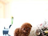 Efsane Güzelli̇kteki̇ Toy Poodle Bebekleri̇m
