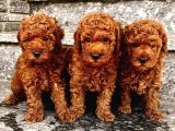 MUTLULUK KAYNAĞI RED BROWN TOY POODLE BEBEKLER