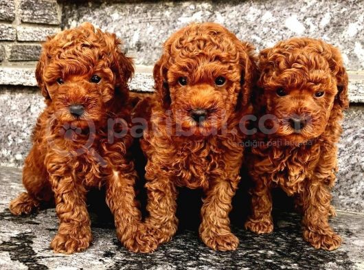 Mutluluk Kaynaği Red Brown Toy Poodle Bebekler