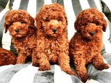 Mutluluk Kaynaği Red Brown Toy Poodle Bebekler