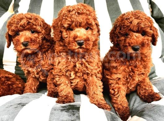 Mutluluk Kaynaği Red Brown Toy Poodle Bebekler görsel