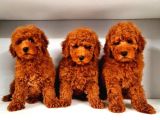 Mutluluk Kaynaği Red Brown Toy Poodle Bebekler