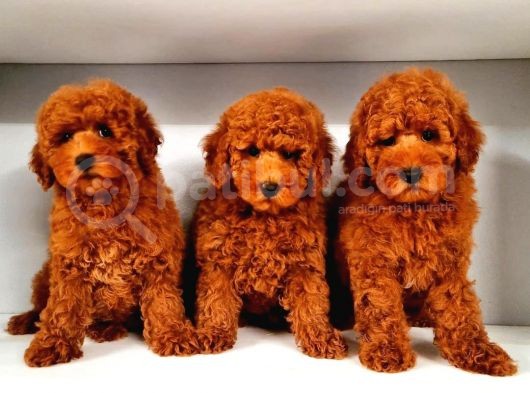 Mutluluk Kaynaği Red Brown Toy Poodle Bebekler görsel