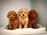Dünya Tatlisi Toy Poodle Yavrularimiz