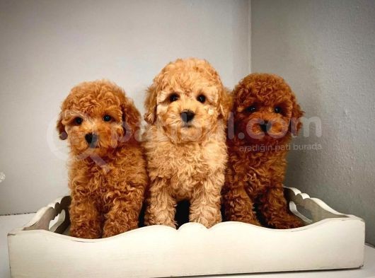 Dünya Tatlisi Toy Poodle Yavrularimiz görsel