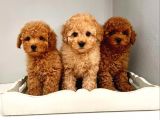 Dünya Tatlisi Toy Poodle Yavrularimiz