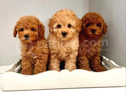 Dünya Tatlisi Toy Poodle Yavrularimiz görsel