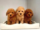 DÜNYA TATLISI TOY POODLE YAVRULARIMIZ
