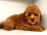 Dünya Tatlisi Red Brown Toy Poodle Yavrularimiz